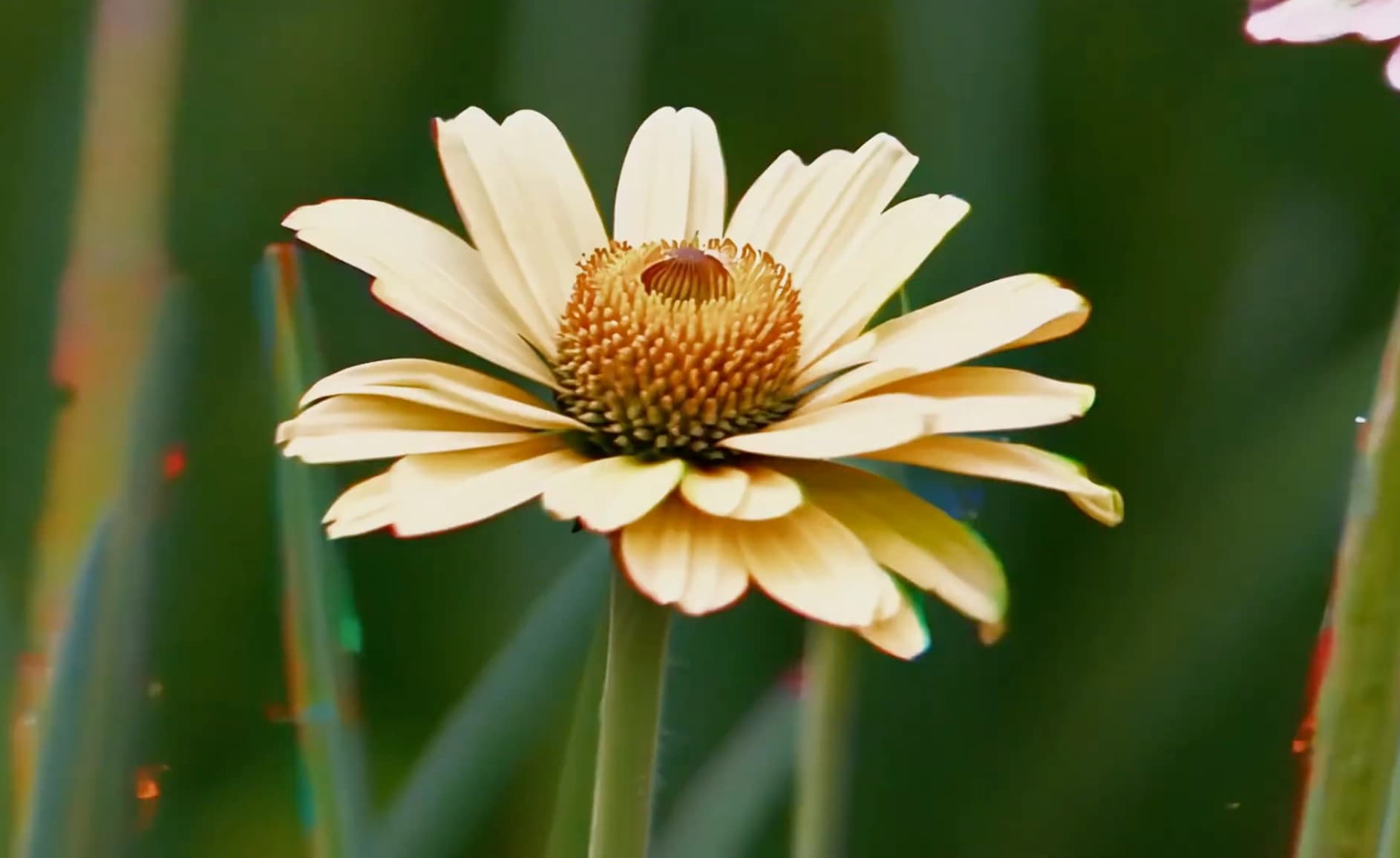 Glimpses of Nature